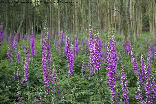  Wild Foxgloves in summer forest Picture Board by Andrew Kearton