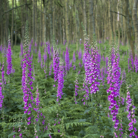 Buy canvas prints of  Wild Foxgloves in summer forest by Andrew Kearton