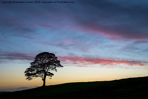  Lone Sycamore at sunset Picture Board by Andrew Kearton