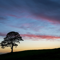 Buy canvas prints of  Lone Sycamore at sunset by Andrew Kearton
