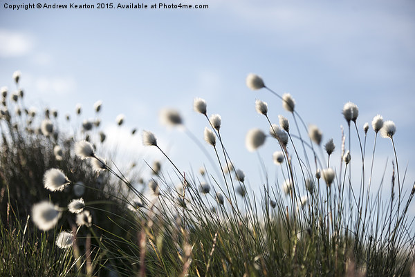 Fluffy cotton grass on the moors Picture Board by Andrew Kearton