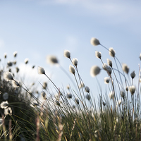 Buy canvas prints of Fluffy cotton grass on the moors by Andrew Kearton