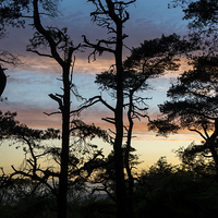 Buy canvas prints of  Scots pine silhouettes at sunset by Andrew Kearton