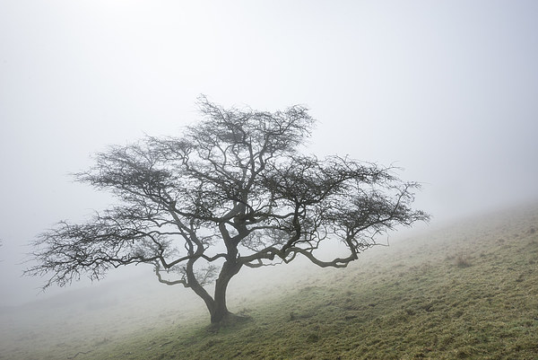  A lone Hawthorn on a misty hillside Picture Board by Andrew Kearton