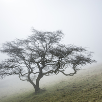 Buy canvas prints of  A lone Hawthorn on a misty hillside by Andrew Kearton