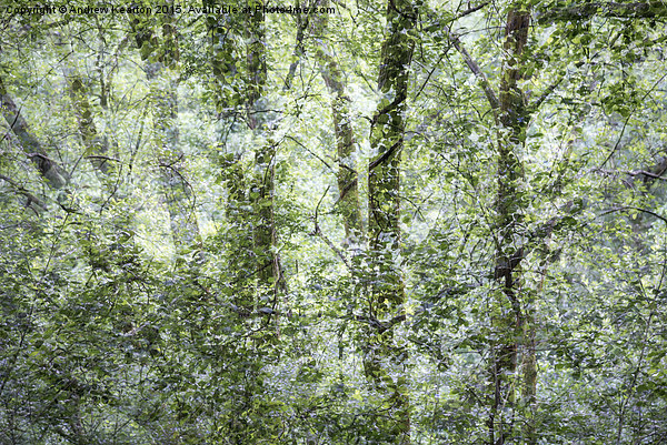  Pattern of greens in the woods Picture Board by Andrew Kearton