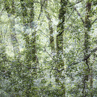 Buy canvas prints of  Pattern of greens in the woods by Andrew Kearton