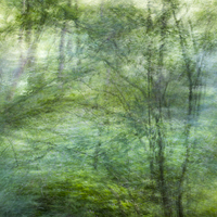 Buy canvas prints of  Soft pastel green colours in the woods by Andrew Kearton