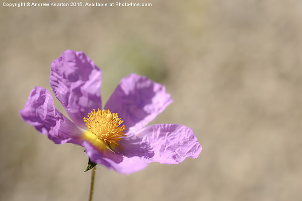  Crinkly pink Cistus Picture Board by Andrew Kearton