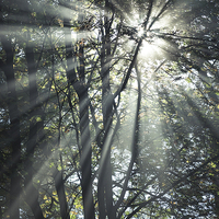 Buy canvas prints of Forest sunbeams on an autumn morning by Andrew Kearton