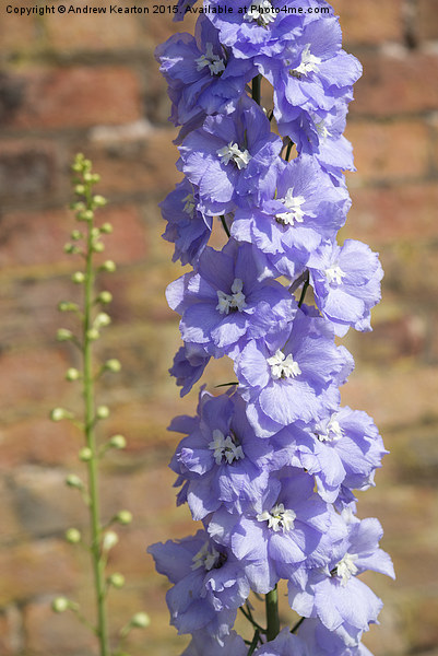  Delightful Delphinium against an old brick wall Picture Board by Andrew Kearton