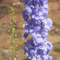 Buy canvas prints of  Delightful Delphinium against an old brick wall by Andrew Kearton