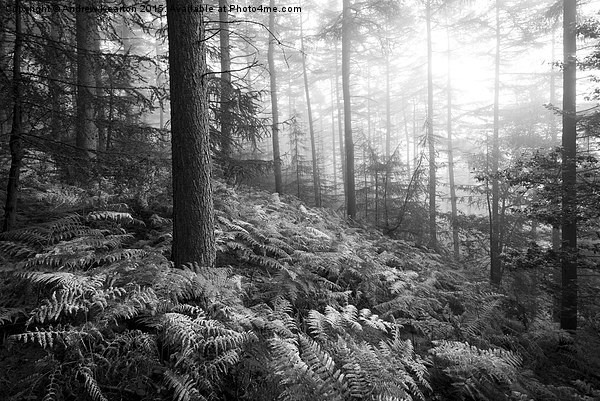  Atmospheric morning in a forest in the Peak Distr Picture Board by Andrew Kearton