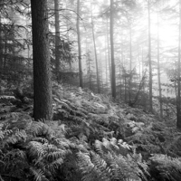 Buy canvas prints of  Atmospheric morning in a forest in the Peak Distr by Andrew Kearton