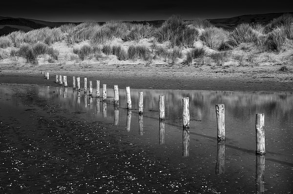  Posts and dunes at Borth beach, Wales Picture Board by Andrew Kearton