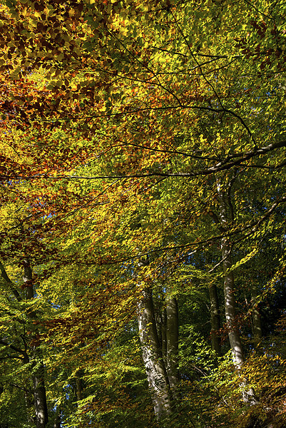 Beech trees in full Autumn colour Picture Board by Andrew Kearton