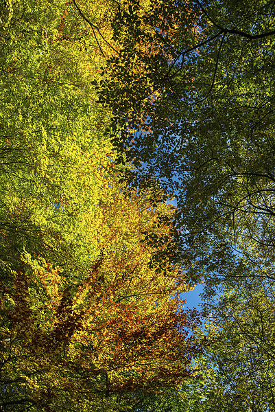 Looking up into the colourful Beech trees Picture Board by Andrew Kearton