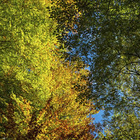Buy canvas prints of Looking up into the colourful Beech trees by Andrew Kearton
