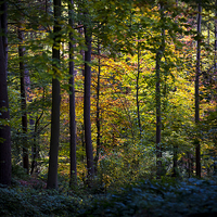 Buy canvas prints of  Autumn colour in the dark forest by Andrew Kearton