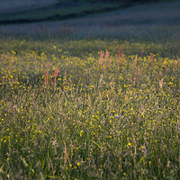 Buy canvas prints of  Low sunlight on a summer meadow by Andrew Kearton