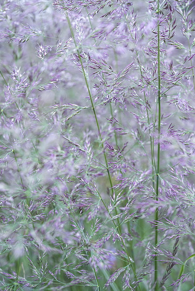 Purple and green summer grasses Picture Board by Andrew Kearton