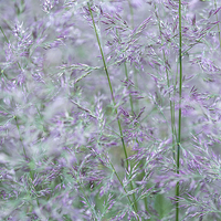 Buy canvas prints of Purple and green summer grasses by Andrew Kearton
