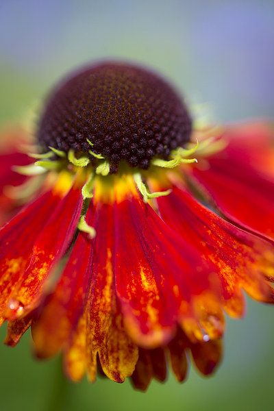  Vivid summer colour in an English garden Picture Board by Andrew Kearton