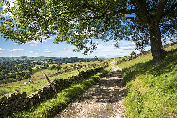  Rural farm track on a sunny summer day Picture Board by Andrew Kearton