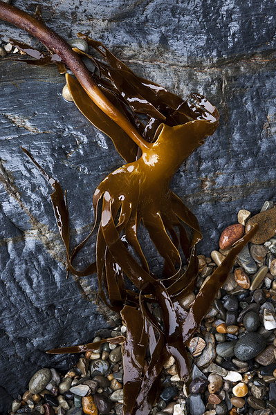  Kelp draped over rocks on Pembrokeshire beach Picture Board by Andrew Kearton