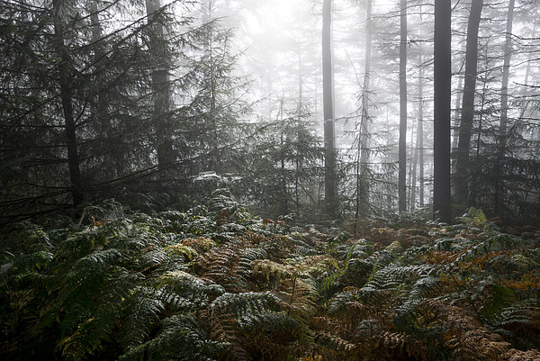  Early autumn morning in the forest Picture Board by Andrew Kearton