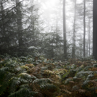 Buy canvas prints of  Early autumn morning in the forest by Andrew Kearton