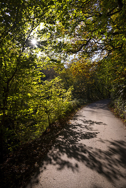  Shadows on the path Picture Board by Andrew Kearton