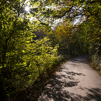 Buy canvas prints of  Shadows on the path by Andrew Kearton