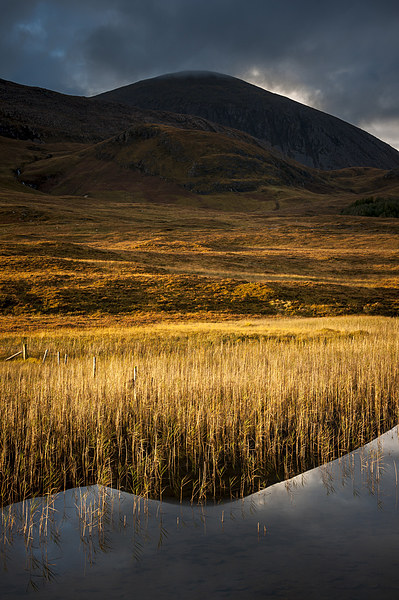  Golden reeds, Loch Cill Chriosd, Skye Picture Board by Andrew Kearton