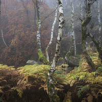 Buy canvas prints of  Autumn in the Peak District by Andrew Kearton