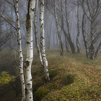 Buy canvas prints of  Silver Birch woodland in autumn mist by Andrew Kearton