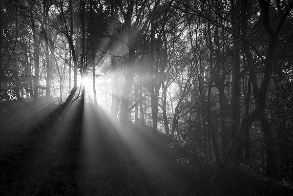  Light in the dark woods Picture Board by Andrew Kearton