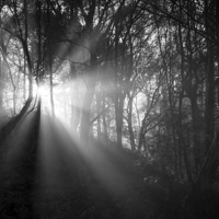 Buy canvas prints of  Light in the dark woods by Andrew Kearton