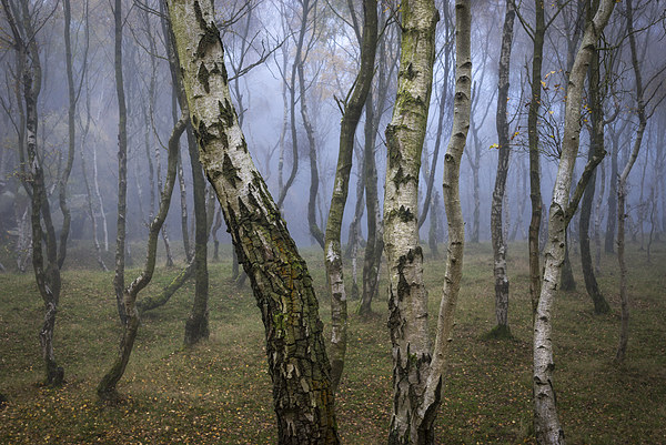  Autumn mist in the woods at Bolehill Picture Board by Andrew Kearton