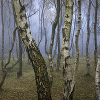 Buy canvas prints of  Autumn mist in the woods at Bolehill by Andrew Kearton