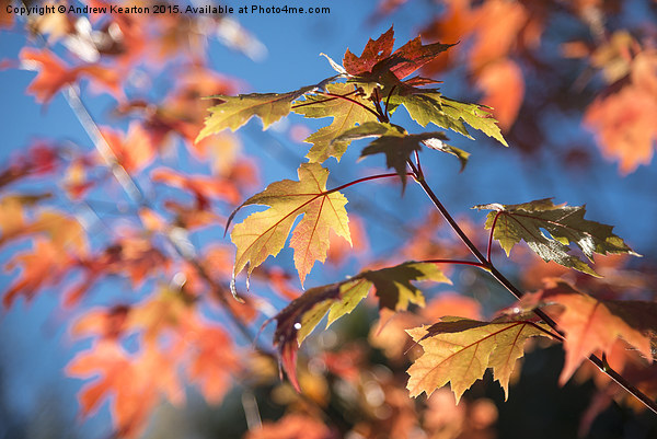  Vivid autumn colour on a sunny morning Picture Board by Andrew Kearton