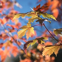 Buy canvas prints of  Vivid autumn colour on a sunny morning by Andrew Kearton
