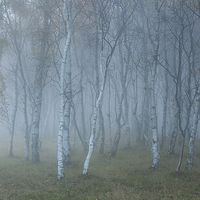 Buy canvas prints of  Autumn mist in Silver Birch woods by Andrew Kearton