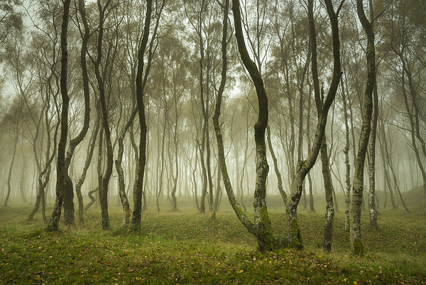 Misty Autumn woodland, Bolehill, Derbyshire Picture Board by Andrew Kearton