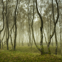 Buy canvas prints of Misty Autumn woodland, Bolehill, Derbyshire by Andrew Kearton