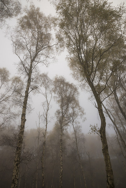  Tall trees in Autumn mist at dusk Picture Board by Andrew Kearton