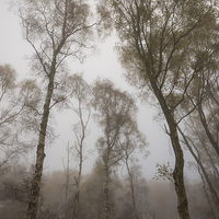 Buy canvas prints of  Tall trees in Autumn mist at dusk by Andrew Kearton