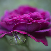 Buy canvas prints of Summer Rose by Andrew Kearton