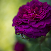 Buy canvas prints of  Burgundy rose by Andrew Kearton