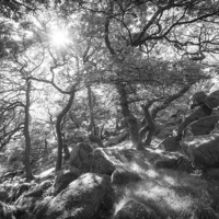 Buy canvas prints of  Sunlight in the Oak Woodland by Andrew Kearton